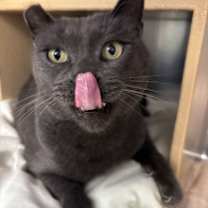 Thumbnail photo of The Purrminator #2