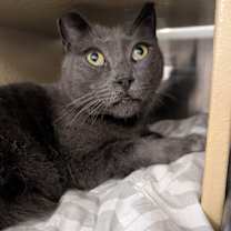 Thumbnail photo of The Purrminator #3