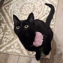 Thumbnail photo of Meredith #3