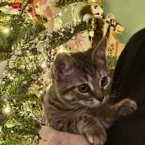 Thumbnail photo of Iris #2