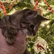 Thumbnail photo of Iris #3