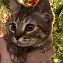 Thumbnail photo of Iris #4