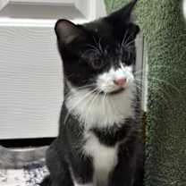 Thumbnail photo of Mica #2