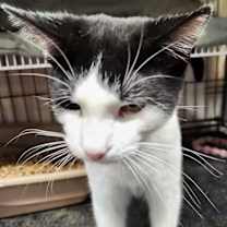 Thumbnail photo of Heartthrob #3