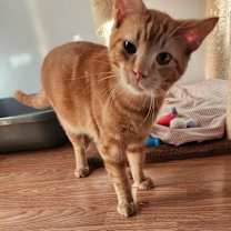 Thumbnail photo of Doc Holliday #2