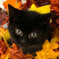 Thumbnail photo of Jordan Chiles #4