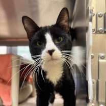 Thumbnail photo of Shadow #1