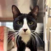 Thumbnail photo of Shadow #2