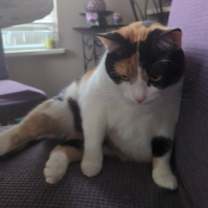 Thumbnail photo of Callie #1