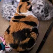 Thumbnail photo of Callie #2