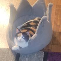 Thumbnail photo of Callie #3