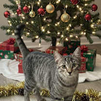 Thumbnail photo of Phoenix & Xander #1