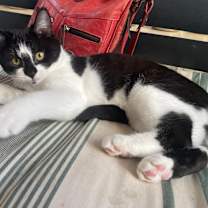 Thumbnail photo of Pousa #2