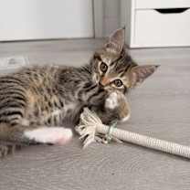 Thumbnail photo of Lavender #1