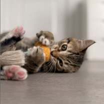 Thumbnail photo of Lavender #2