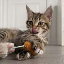 Thumbnail photo of Lavender #3