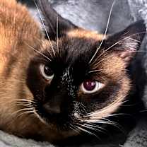 Thumbnail photo of Griffin #1