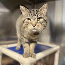 Thumbnail photo of Coconut Cheeks #2