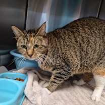 Thumbnail photo of Snickerdoodle #2