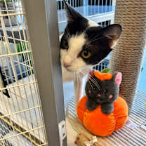 Thumbnail photo of Sparkle #2