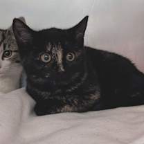 Thumbnail photo of Bubbles #1