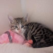 Thumbnail photo of Yule #2