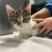 Thumbnail photo of Yule #3