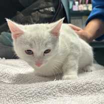 Thumbnail photo of Swan  #3