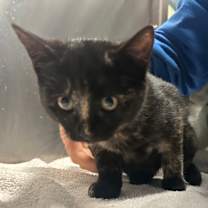 Thumbnail photo of Bubbles #3