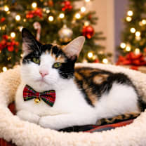 Thumbnail photo of Orla #1