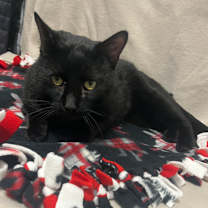 Thumbnail photo of FuzzBall #3