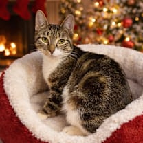 Thumbnail photo of Barilla #1