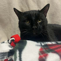 Thumbnail photo of FuzzBall #4