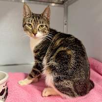 Thumbnail photo of Barilla #2