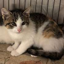 Thumbnail photo of Natalie #2