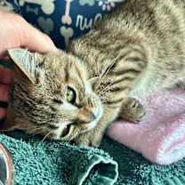 Thumbnail photo of Piglet #2