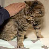 Thumbnail photo of Clasoil #3