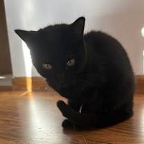 Thumbnail photo of Salem #1