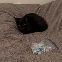 Thumbnail photo of Salem #2