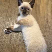 Thumbnail photo of Nova #2