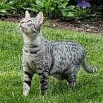 Thumbnail photo of Cinco #4