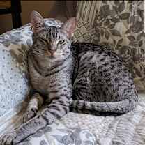 Thumbnail photo of Cinco #2