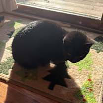 Thumbnail photo of Salem #3