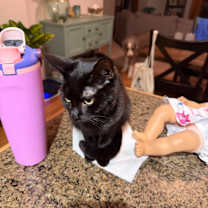 Thumbnail photo of Salem #4