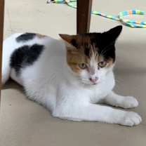 Thumbnail photo of Lacey #2