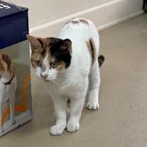 Thumbnail photo of Lacey #3