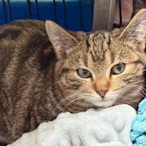 Thumbnail photo of Swirl #3