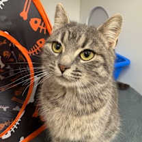 Thumbnail photo of Puffalump #2