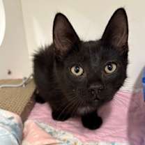 Thumbnail photo of Marv #2