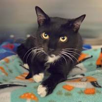 Thumbnail photo of Willis #1